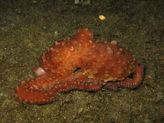 Callistoctopus macropus