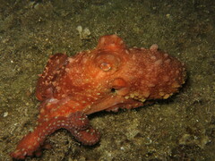 Callistoctopus macropus
