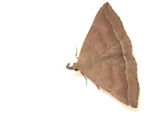 Pechipogo plumigeralis