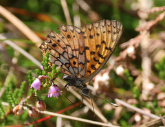 Boloria selene