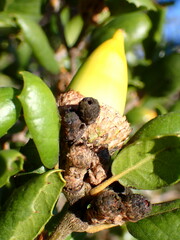 Callirhytis carmelensis