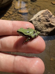 Hyla wrightorum