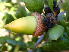 Callirhytis carmelensis