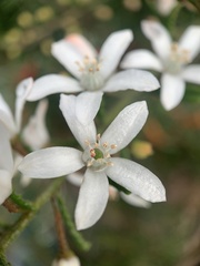 Philotheca hispidula