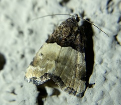 Cobubatha dividua