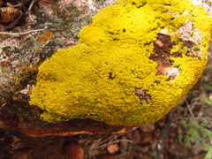 Candelariaceae