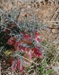 Lessertia frutescens