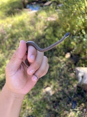 Thamnophis elegans