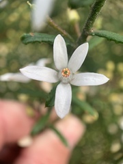 Philotheca hispidula