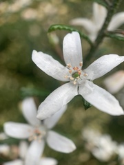 Philotheca hispidula