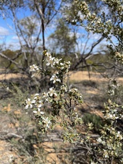Leptospermum coriaceum