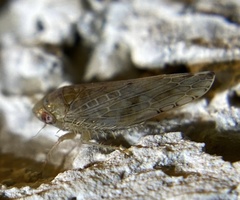 Acinopterus