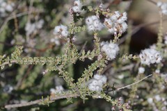 Eriocephalus