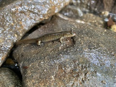 Desmognathus