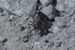 Cicindela oregona