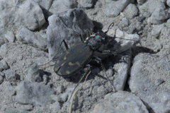 Cicindela oregona