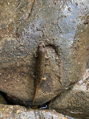 Desmognathus
