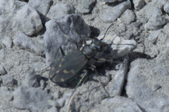 Cicindela oregona