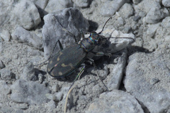 Cicindela oregona