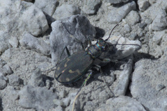Cicindela oregona