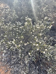 Cryptandra tomentosa