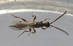 Proctotrupidae