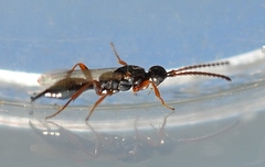 Proctotrupidae