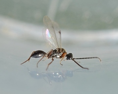 Proctotrupidae