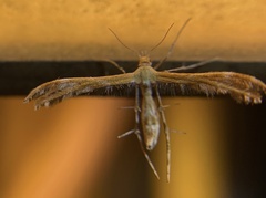 Dejongia californicus