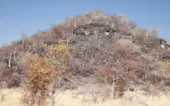 Moringa ovalifolia image