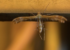 Dejongia californicus