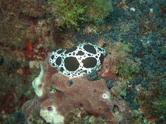 Peltodoris atromaculata