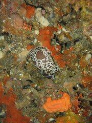 Peltodoris atromaculata