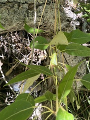 Schistocerca lineata