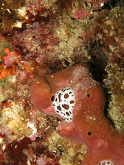 Peltodoris atromaculata