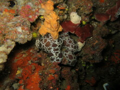 Peltodoris atromaculata