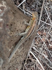 Microlophus indefatigabilis