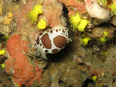 Peltodoris atromaculata