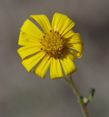 Osteospermum