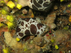 Peltodoris atromaculata