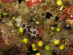 Peltodoris atromaculata