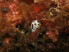 Peltodoris atromaculata
