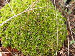 Syntrichia