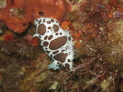 Peltodoris atromaculata