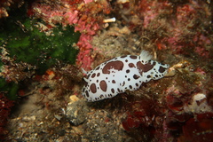 Peltodoris atromaculata