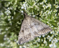 Tetanolita palligera
