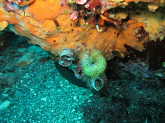 Thylacodes arenarius