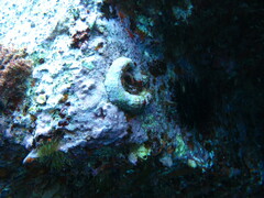 Thylacodes arenarius