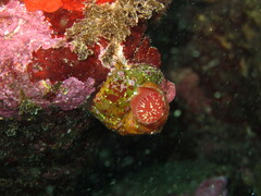 Thylacodes arenarius