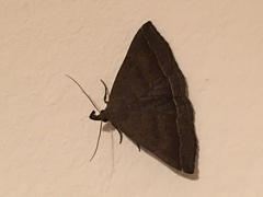 Pechipogo plumigeralis